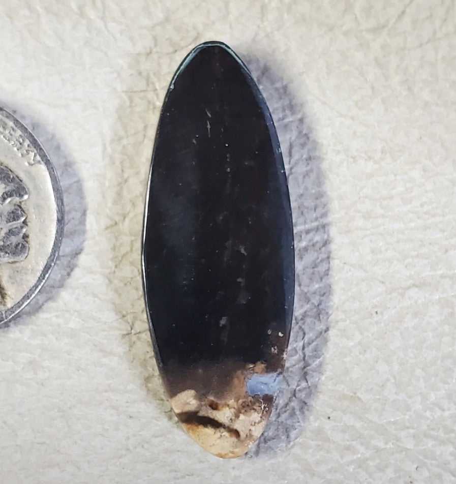 Fossilized Palm Root